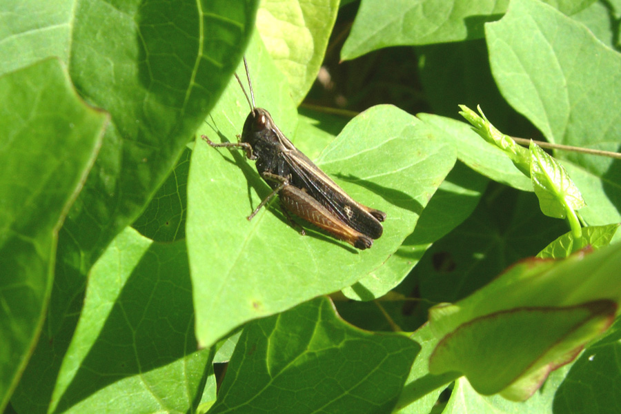 Orthoptera: ignoranza italiana e cretese